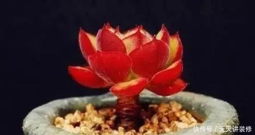 早上■问个问题,多肉植物是晚上浇水还是早上浇水?你不知道了吧?