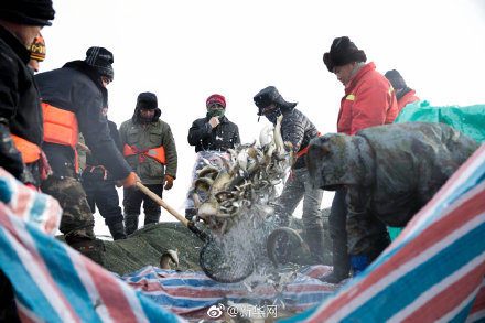 “踏雪寻鱼”、凿冰开眼 你见过冬天渔民捕鱼吗？