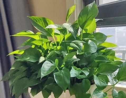  适合：阳台光照足适合花草生长? 别记错了, 这6种早搬屋里还有救