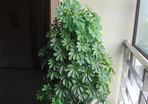  『赏心悦目』办公室光线差？摆上几种绿植，既能净化空气，又能赏心悦目