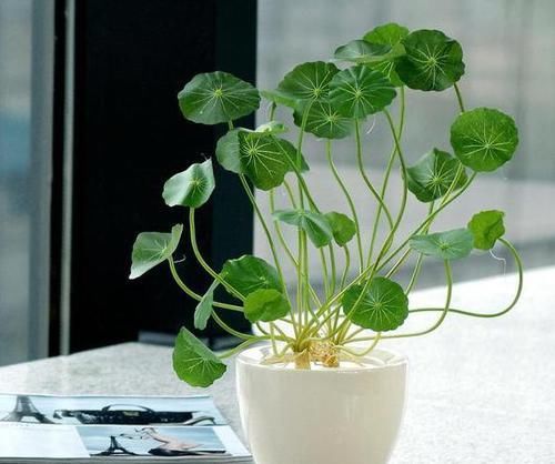  『趁早』这3种植物，等到开花再修剪就晚了，趁早剪，花草少受伤害