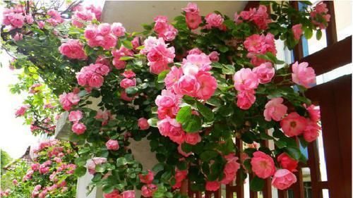  『之盛』此花埋土就活，花期有万花怒放之盛，栽2棵，花开满院变花海