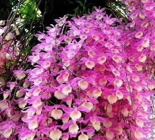  [石斛]养石斛，做好5点很轻松，从不黄叶烂根，比兰花更美，是养生佳品