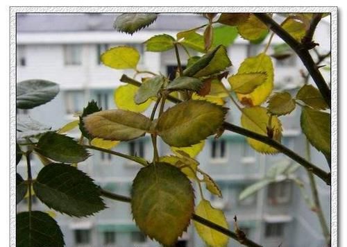  『爷爷』老花匠爷爷养了几十年的花，从来不黄叶，大家来学学