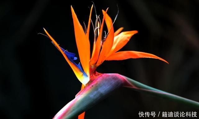  『韵味』3种花形态各异，颜色鲜艳形象生动，绚丽多彩抓人眼球，充满韵味