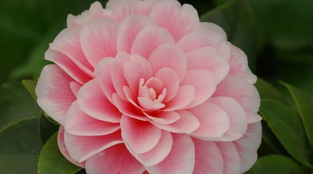 『露养』不适合室内养的5种花草,入手要谨慎,没有露养条件白花钱