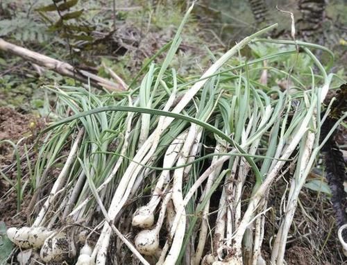  『根茎』乡下山沟里有一种杂草，很“珍贵”，遇见别踩踏，根茎很值钱