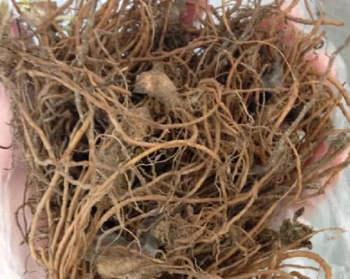 此菜被叫地胆头,根部可入药,1斤几十元,农民靠种它赚了不少钱！