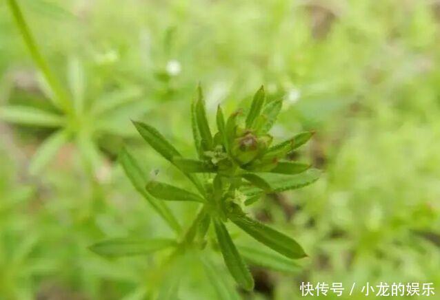 一种导致农作物倒伏减产的害草，城里卖的比肉还贵，一斤30块