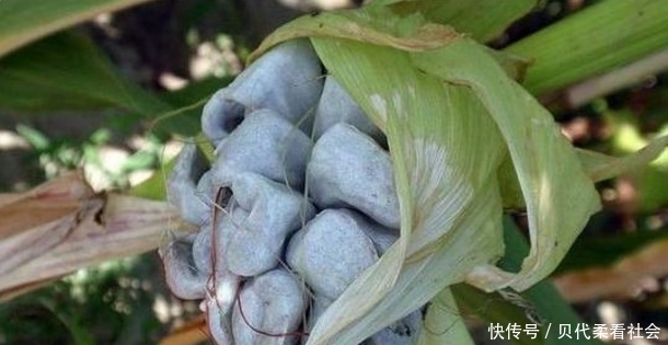  #玉米#在玉米地里的好东西，农村人都嫌弃它，在城市卖每斤80元