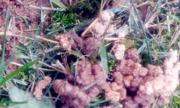 『油绿』养花浇水有讲究，老花匠用3种“套路”，叶片油绿，养1盆爆1盆！
