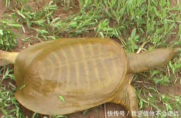  将来@黄河中有一种罕见药材，疗效神奇，将来很可能要“绝迹”了