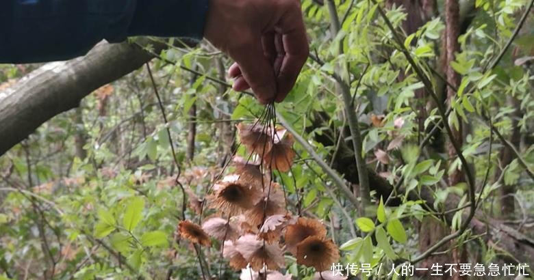 农民深山寻获六件“奇特宝贝”, 看看你能认识几种