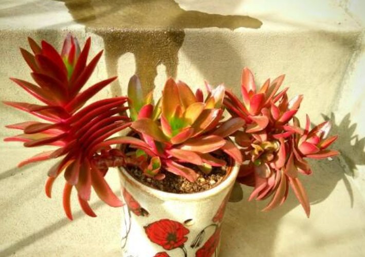  『冷不丁』阳台党室内党注意，4种多肉“不老实”，冷不丁的就徒长变大白菜