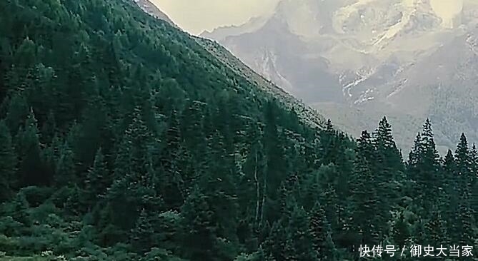 我国有三棵价值不菲的树，一棵树叶堪比黄金一棵24小时有人看守！