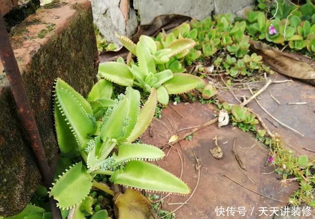  [图片作者]15种超级好养的花，不死鸟居然不是第一，“养花杀手”们试一试吧