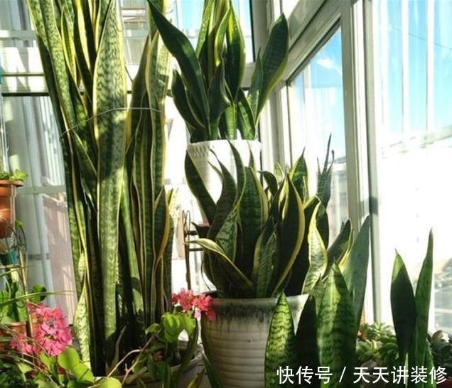 适合:三种“耐旱花”,少浇水反而长得旺,新手都适合养,真正的懒人花