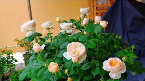  『寿命长』月季花寿命长，易栽种，月季花养护要注意什么？