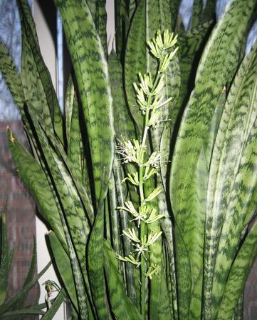 『值得』喜欢养护漂亮的花卉,就选花色绚丽,花期长的3种花卉,值得拥有