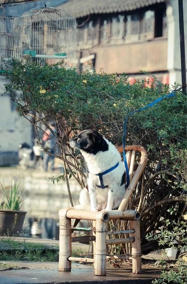 忘记乌镇、周庄吧！中国第一个世界文化遗产小镇才是最美天堂