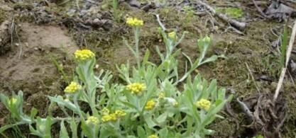  #养花#长在田埂上的“它”，看到别拔了，如今很珍贵，拔1棵少1棵