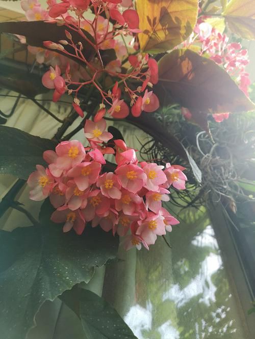  家里■这几款植物养在家里，花期长易打理，花色鲜艳，适合种在庭院观赏