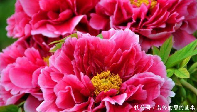 #朱顶红#养花试试这几款,花大色艳,花香易打理,养在客厅美极了