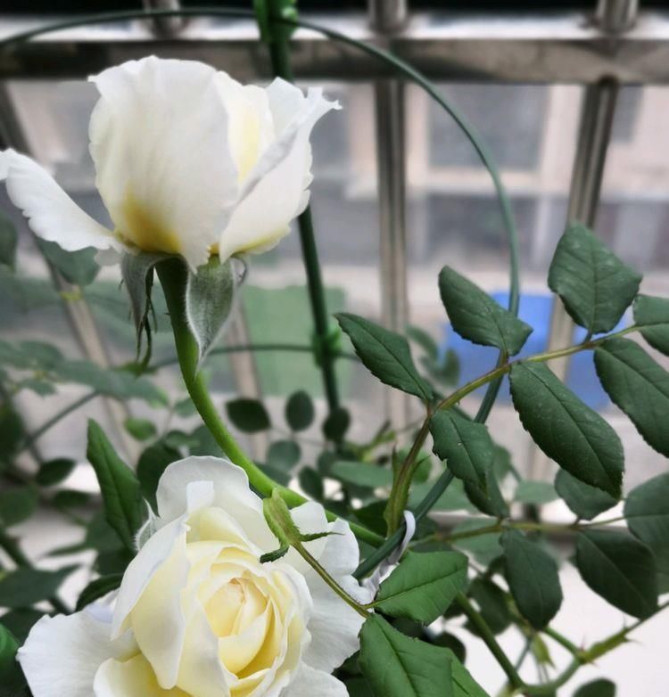  喜欢：喜欢养菊花，就养盆“稀有菊花”，花开“唐宇傲狮”，大气磅礴！