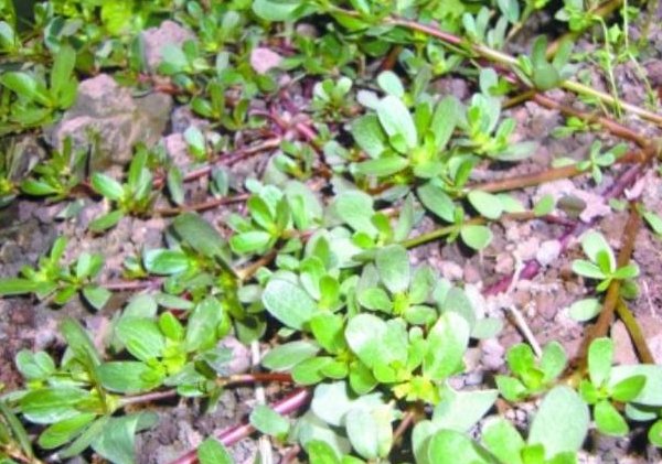  [就能够]在客厅养1盆这种“花”，开花长达120天，经常吃还能让白发变黑！