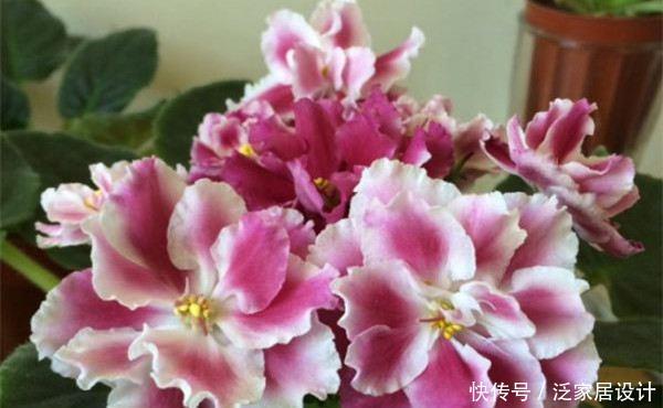  【漂亮】喜欢在家中养护花卉，就养3种花卉，花色艳丽，花期长，优美漂亮