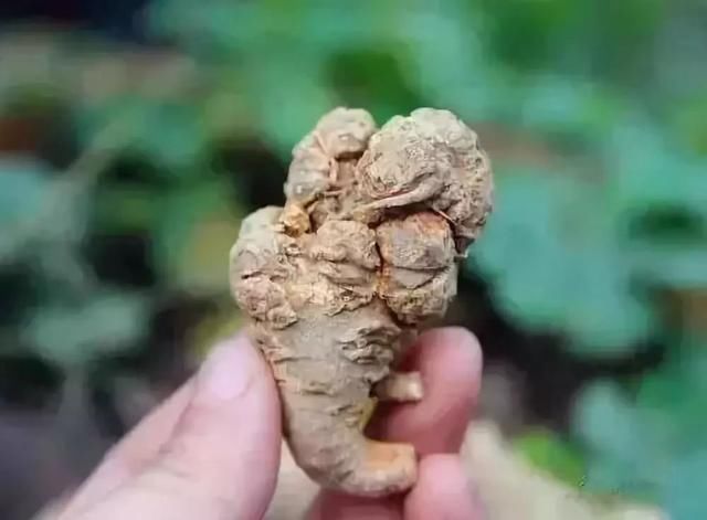 服用三七粉的4忌8宜