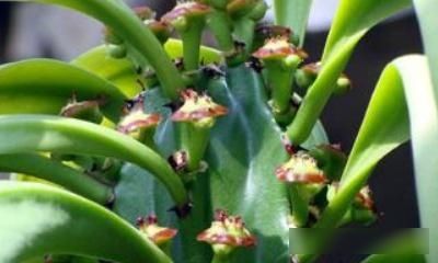  『花开花』龙骨花开花吗？傍晚时花朵开的最旺盛！