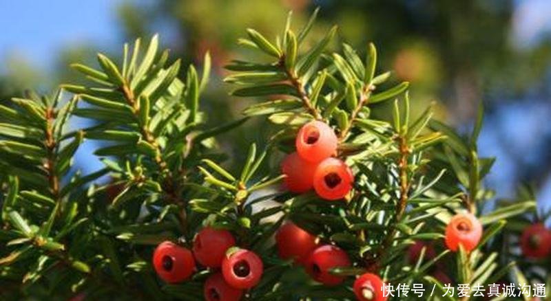  『观赏价值』曾被砍至濒危，10年前很多人种，如今长成小树，却没人要