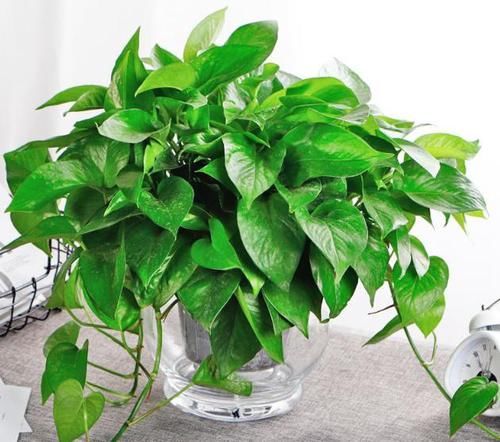  【水培植物的根系】水培植物用啥肥？2种肥料“要慎用”，很难吸收，还有可能烧根