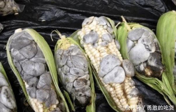庄稼产生病虫害，老农不伤心反而很开心，摘下就能卖出高价