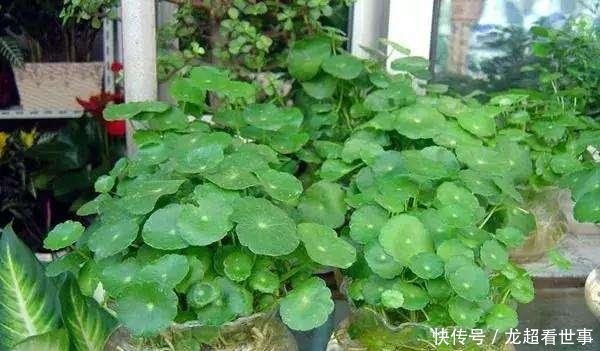 【浇水一定】这5种花“爱喝水”,一周喝一桶,缺水马上黄叶,别忽视!