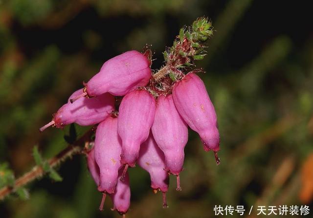 「家里」家里养花就养盆它,开花量大爆盆简单,颜色鲜艳寓意好,好养易活