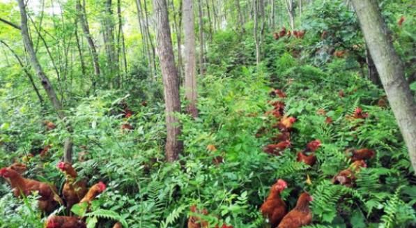  「养殖户」未来的养殖业, 到底能依靠什么品种来赚钱? 养猪是不