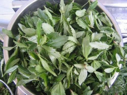  #做成#这几种野菜做成‘青团’ 真是吃不够，你们都吃过吗？