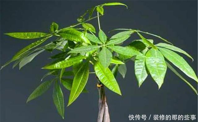  长得非常|家庭养花就选这5种，招财旺人还好养，净化空气，美好心情