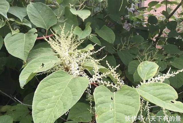  [本虎杖]“1种野草”长在墙上，看到要“铲除掉”，它繁殖快，危害大！