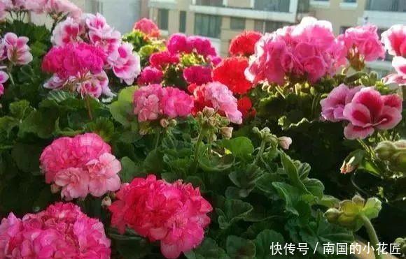  太漂亮@只养1种花，几平米阳台开成“花海”，真是太漂亮啦