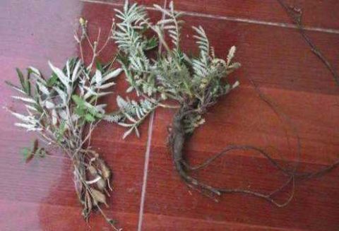 乡下的一种野菜曾经不被人重视 现在成了稀罕物价格高