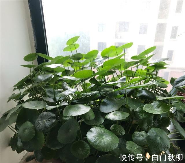  『新叶』养铜钱草富贵竹，注意3细节，新叶蹭蹭蹿，叶片绿流油，长超旺！