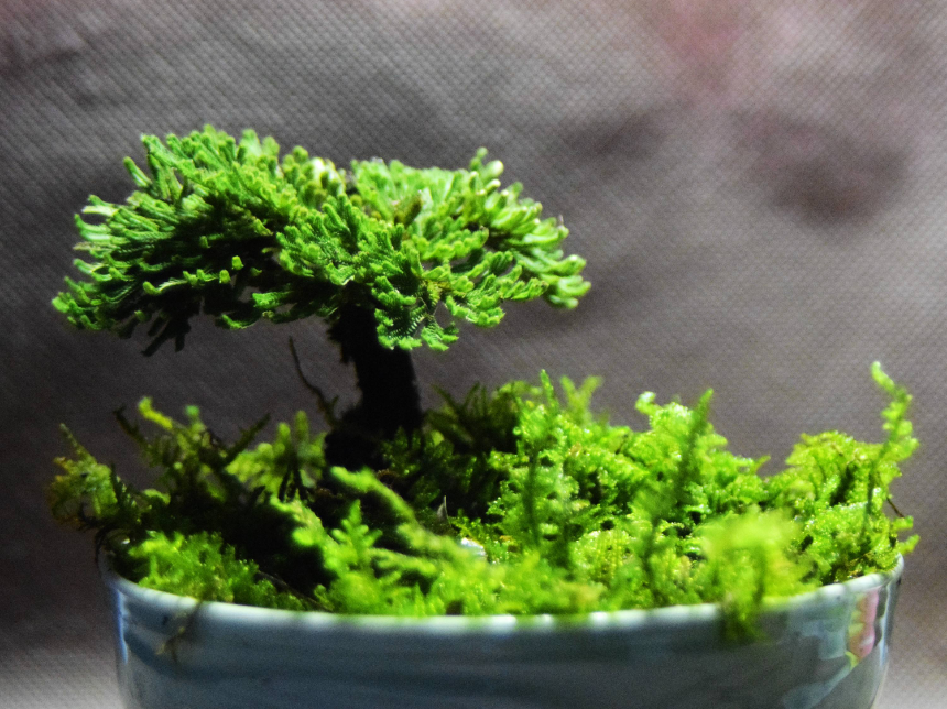  [回家]农村常见的一种野草，挖回家做盆栽，两年后就是无价之宝