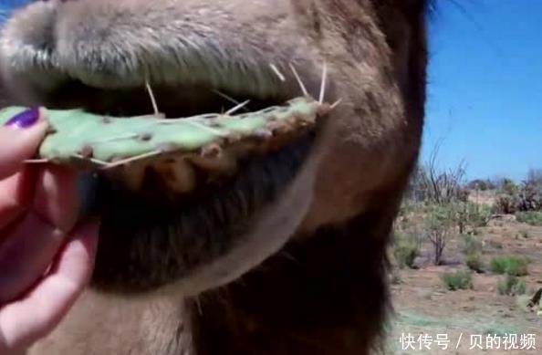 为什么骆驼敢直接吃仙人掌,难道不怕刺,咬着不会疼?