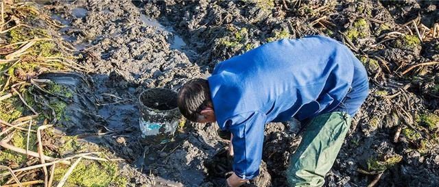  【采挖】人称“剪刀草”，寒风里采挖，一斤卖4.5元，农民不觉得