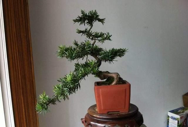 「特别」家里养这4种植物，旺财镇宅，净化空气又好看，养一盆特别值