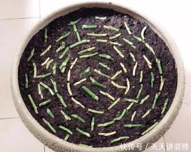  『绿萝』养花技巧：春天赶紧扦插绿萝，扯根枝插3盆，5种方法个个好活！