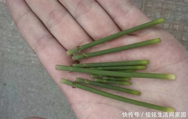 爱护|在河边,看到1种“木贼草”请爱护,如今在花店15元1盆,有价值